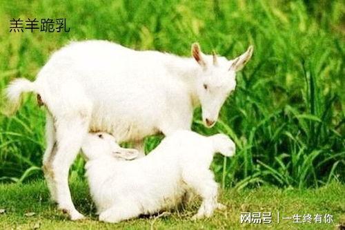 晴天小羊直播吃瓜,趣味横生美食盛宴